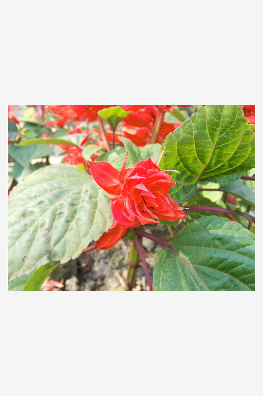 艳丽绽放的美丽花卉-众图网