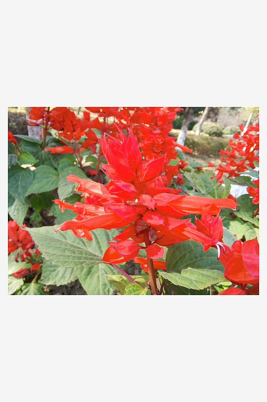 艳丽绽放的美丽花卉-众图网