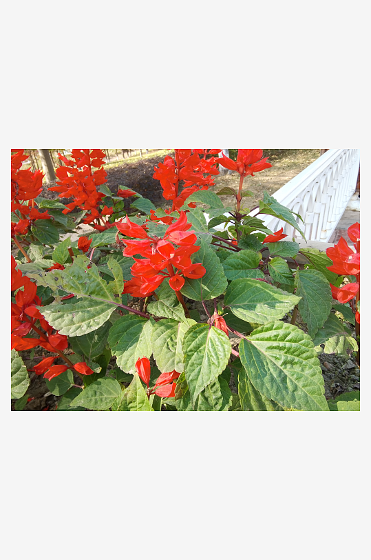 艳丽绽放的美丽花卉-众图网