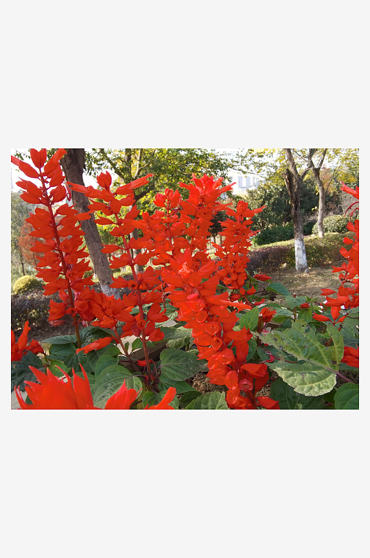 艳丽绽放的美丽花卉-众图网