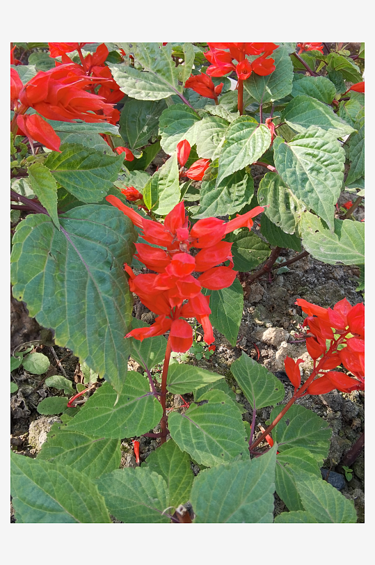 艳丽绽放的美丽花卉-众图网