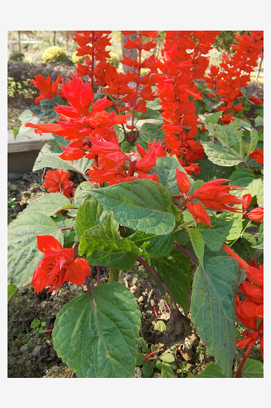 艳丽绽放的美丽花卉-众图网