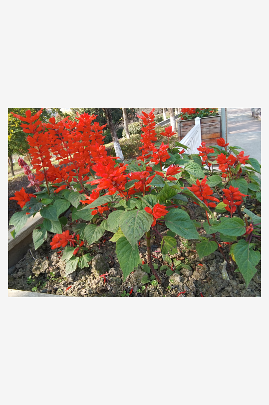 艳丽绽放的美丽花卉-众图网