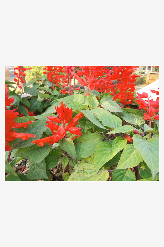 艳丽绽放的美丽花卉-众图网