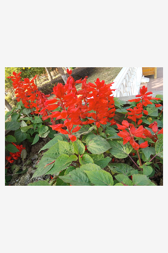 艳丽绽放的美丽花卉-众图网