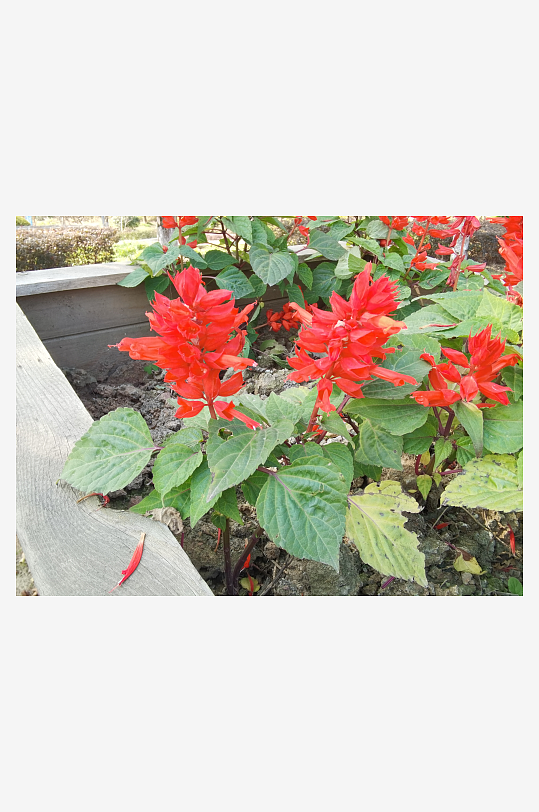 艳丽绽放的美丽花卉-众图网