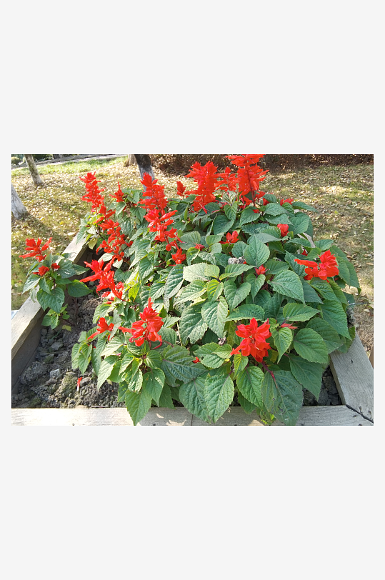 绽放的美丽红色花卉-众图网