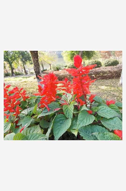 绽放的美丽红色花卉-众图网