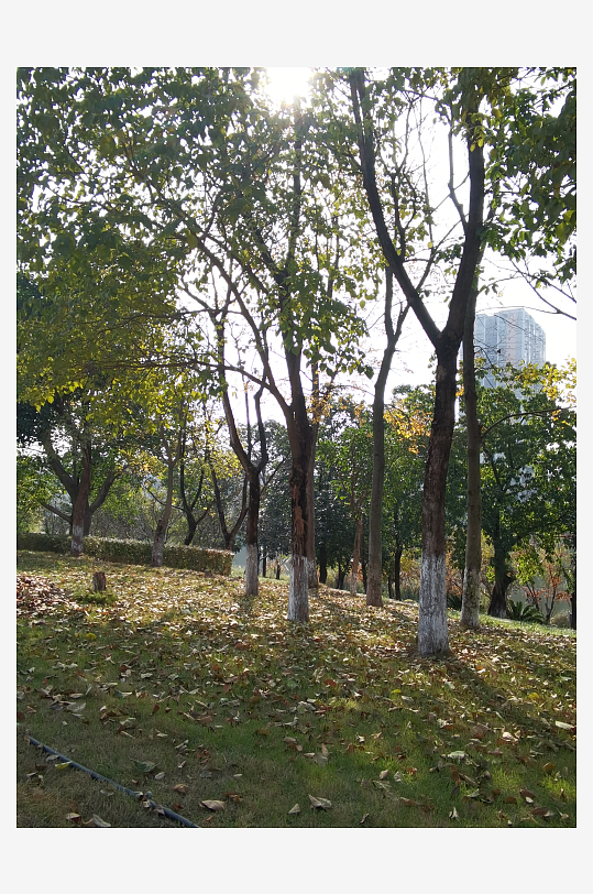 清新舒适户外公园环境-众图网