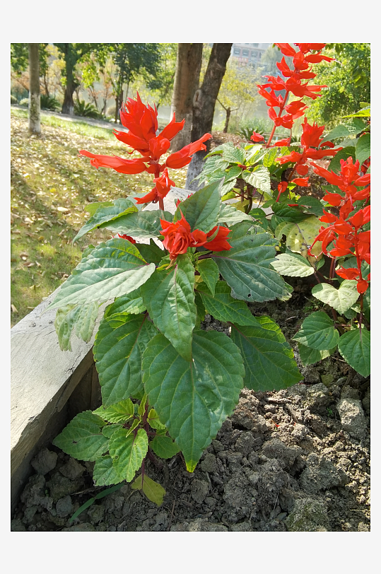 绽放的美丽红色花卉-众图网