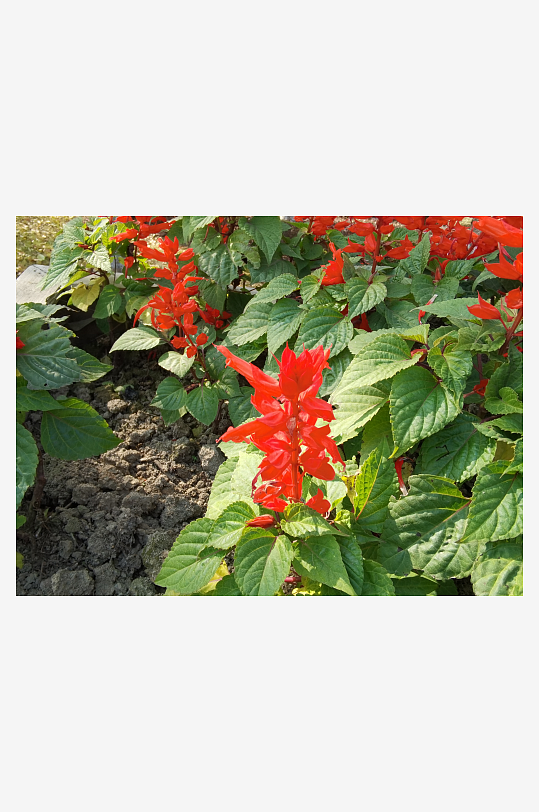 绽放的美丽红色花卉-众图网