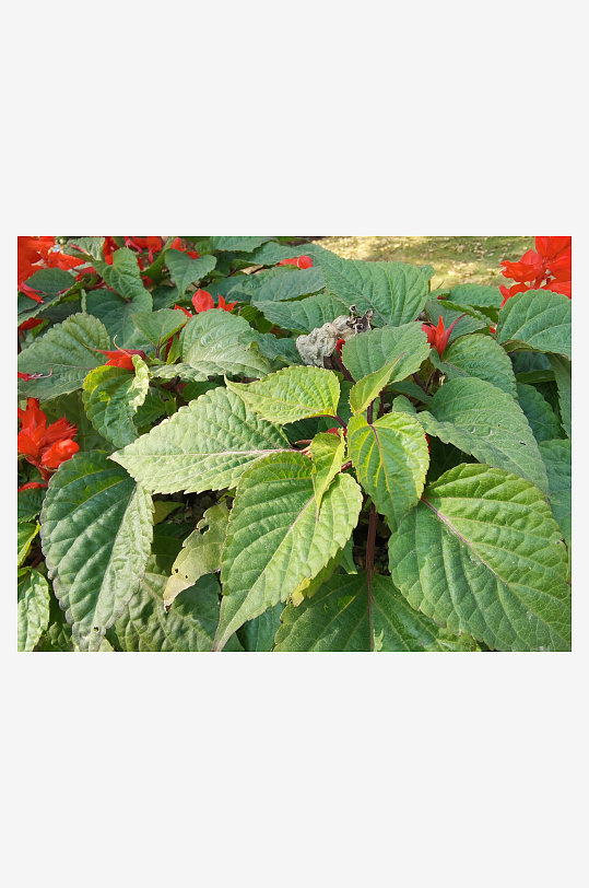 绽放的美丽红色花卉-众图网