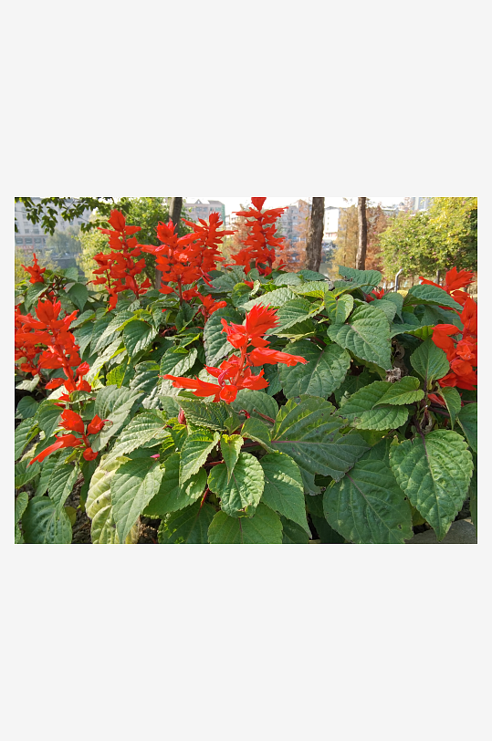 艳丽多彩公园花卉-众图网