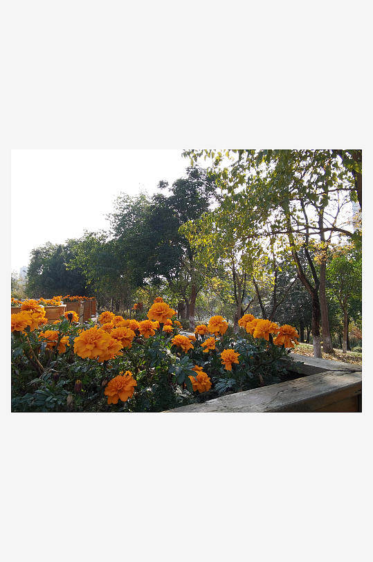 艳丽多彩公园花卉-众图网