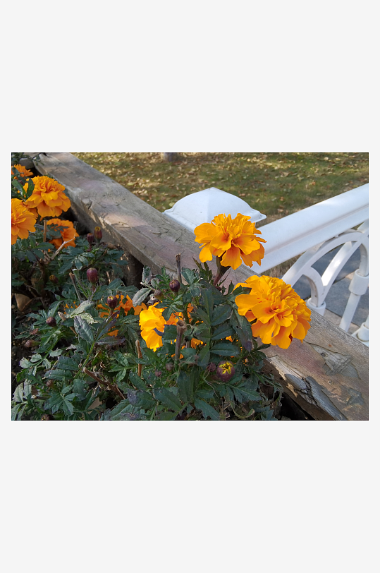 艳丽多彩公园花卉-众图网