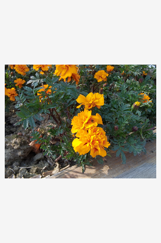 艳丽多彩公园花卉-众图网