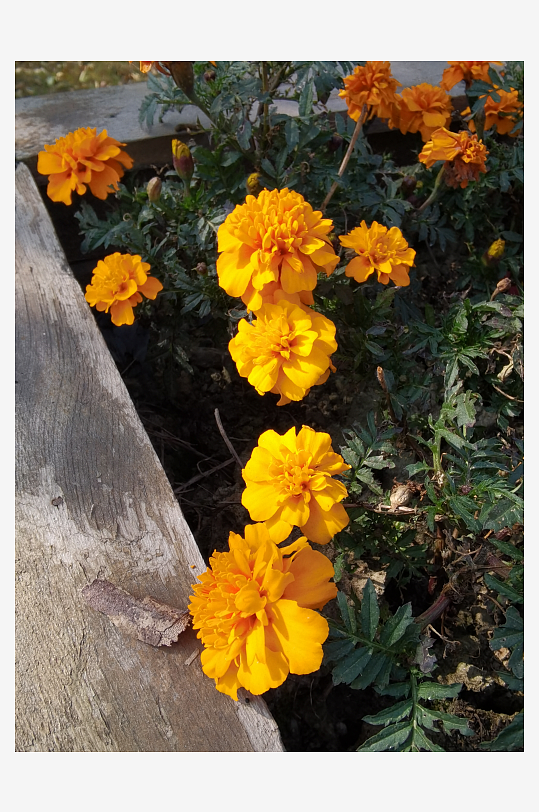 艳丽多彩公园花卉-众图网