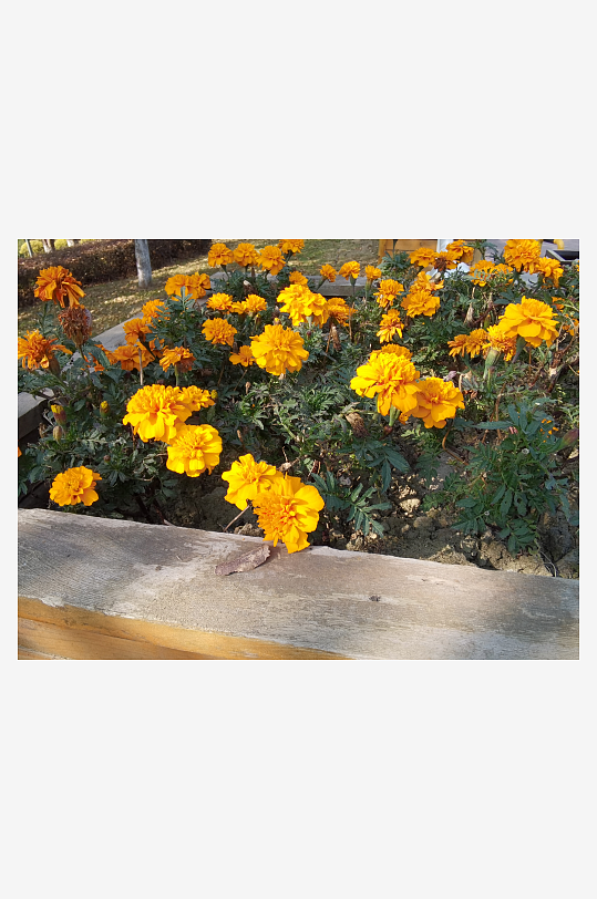 艳丽多彩公园花卉-众图网