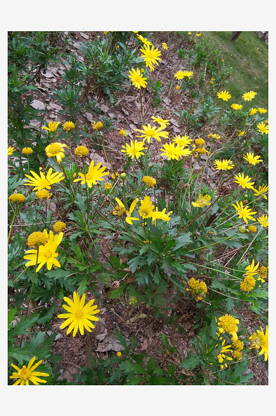 公园里繁茂生长的植物-众图网