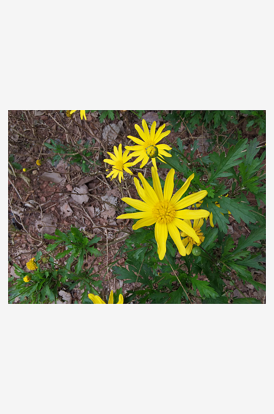 公园里繁茂生长的植物-众图网