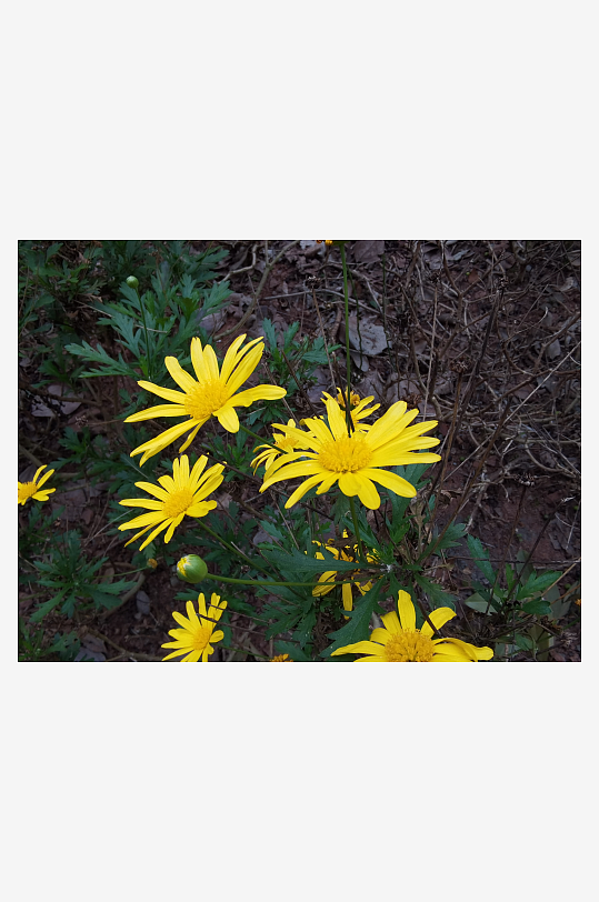 公园里繁茂生长的植物-众图网