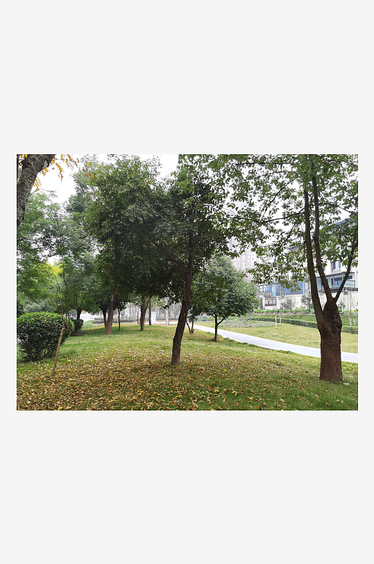 繁茂生长的清新植物-众图网