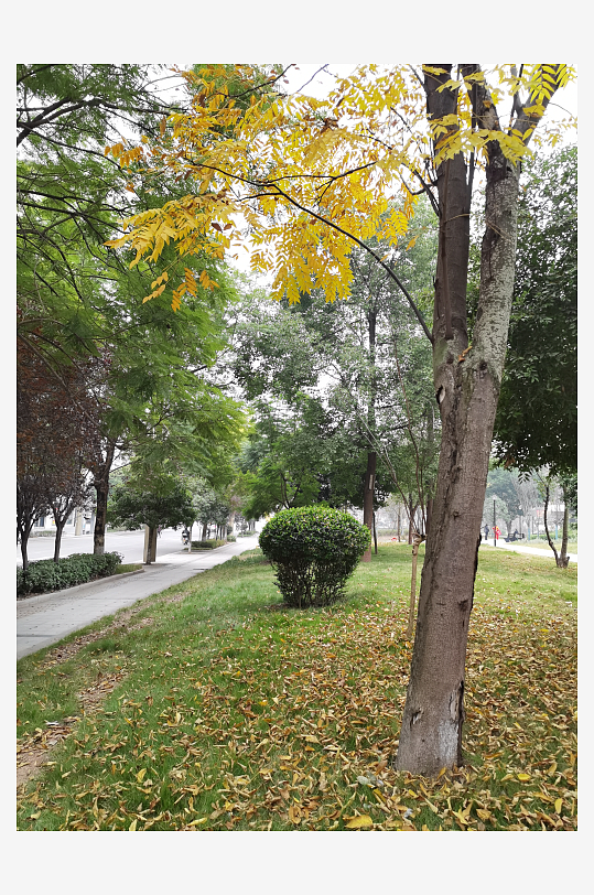 繁茂生长的清新植物-众图网