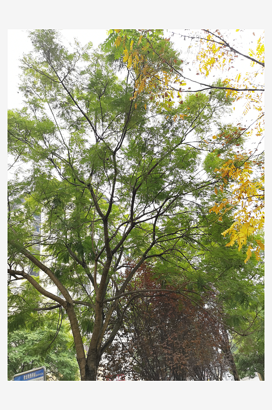 繁茂生长的清新植物-众图网