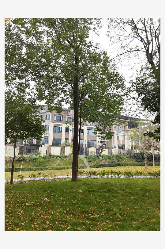 繁茂生长的清新植物-众图网