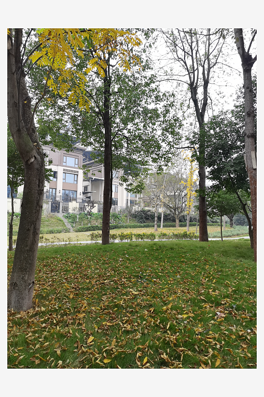 繁茂生长的清新植物-众图网