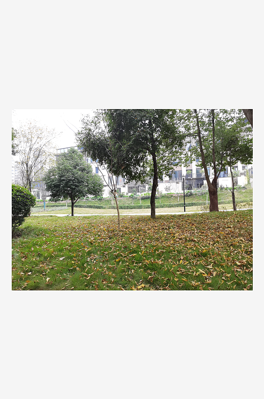 繁茂生长的清新植物-众图网