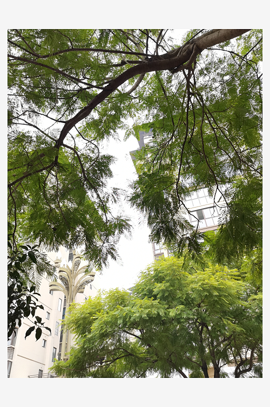 繁茂生长的清新植物-众图网