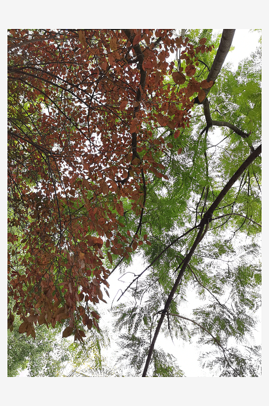 繁茂生长的清新植物-众图网