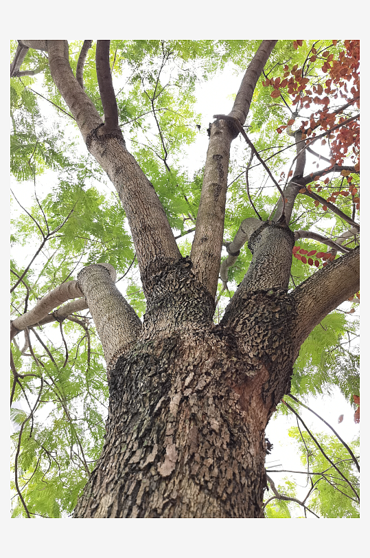 繁茂生长的清新植物-众图网