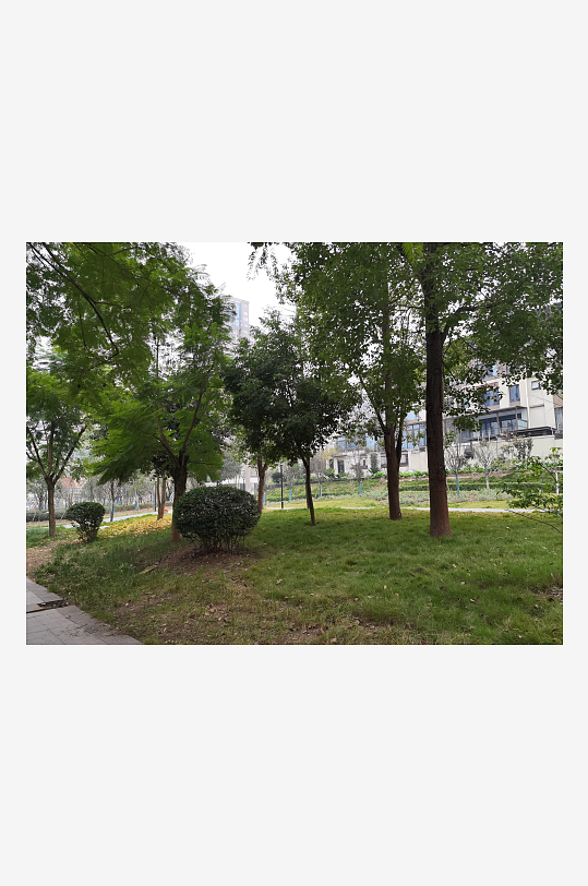 公园里繁茂生长的植物-众图网