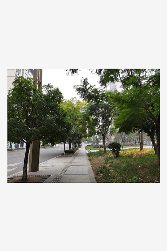 公园里繁茂生长的植物-众图网