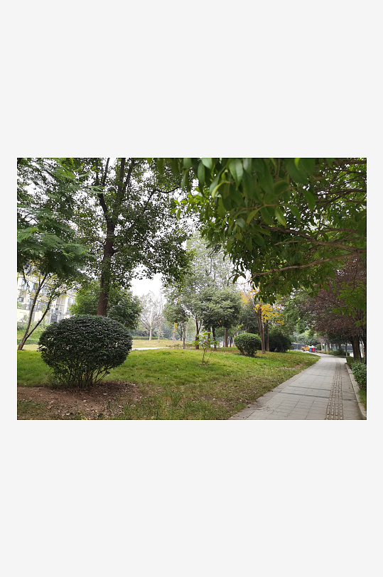 公园里繁茂生长的植物-众图网