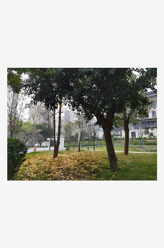 公园里繁茂生长的植物-众图网