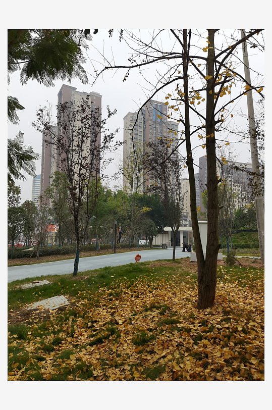 公园里繁茂生长的植物-众图网