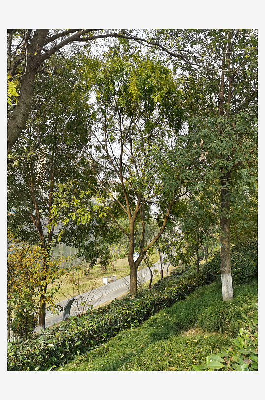 清新公园繁茂植物-众图网