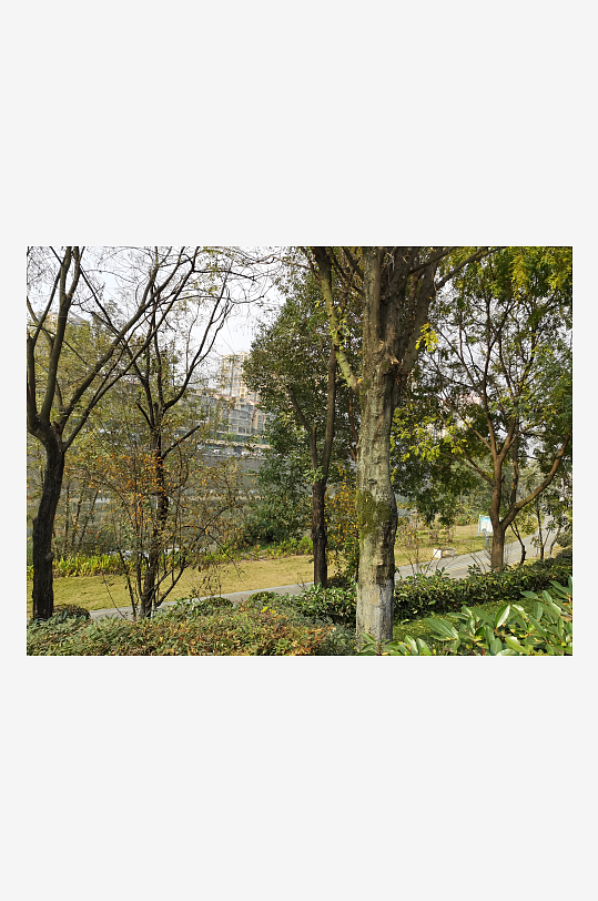 清新公园繁茂植物-众图网