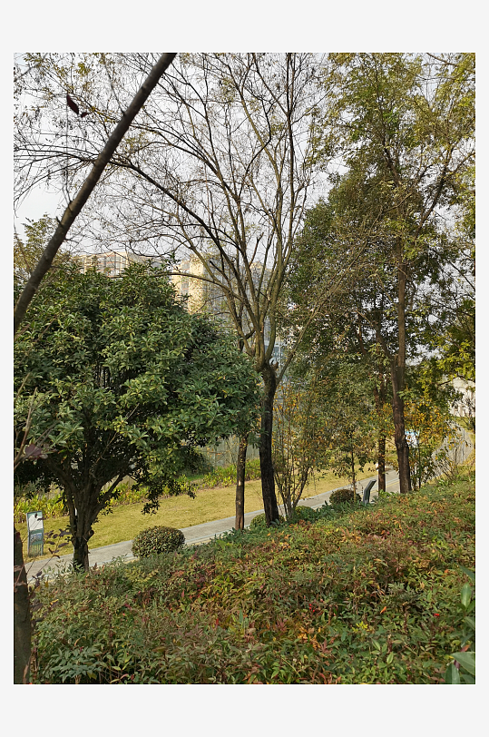 清新公园繁茂植物-众图网