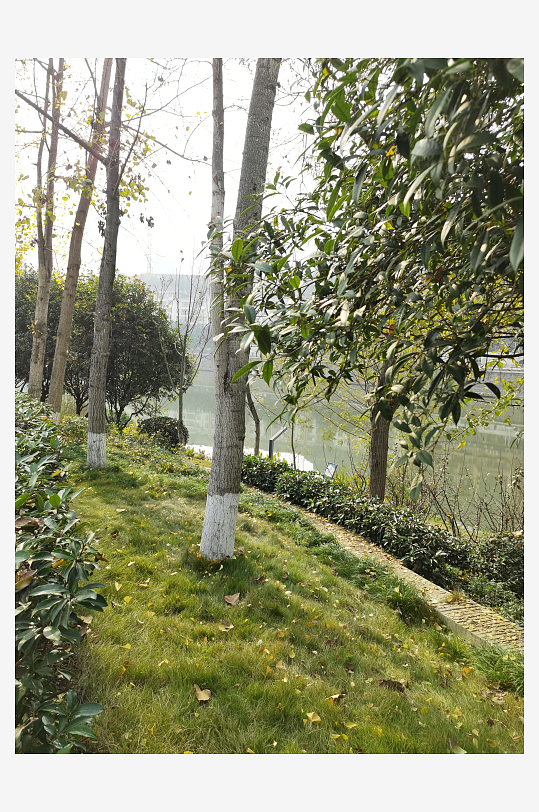 清新公园繁茂植物-众图网