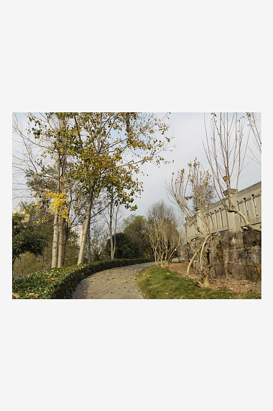 清新公园繁茂植物-众图网