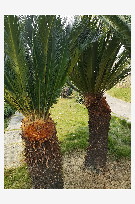 公园里繁茂的植物-众图网