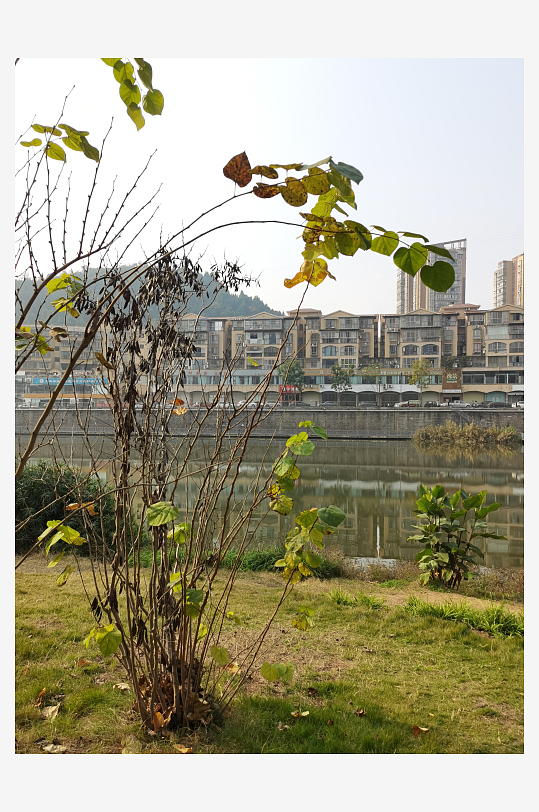 清新户外公园繁茂植物-众图网