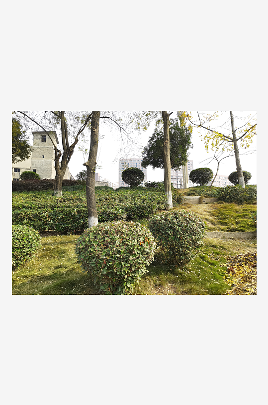 清新户外公园繁茂植物-众图网