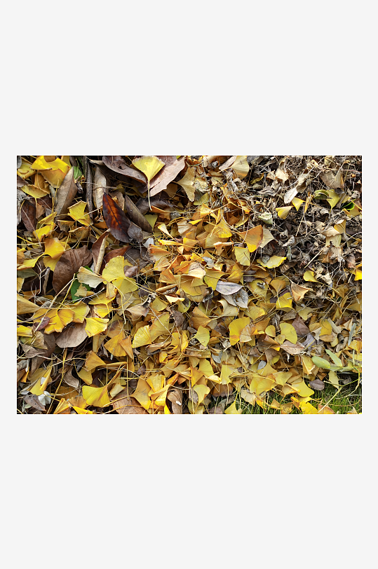 金黄堆叠的银杏叶-众图网