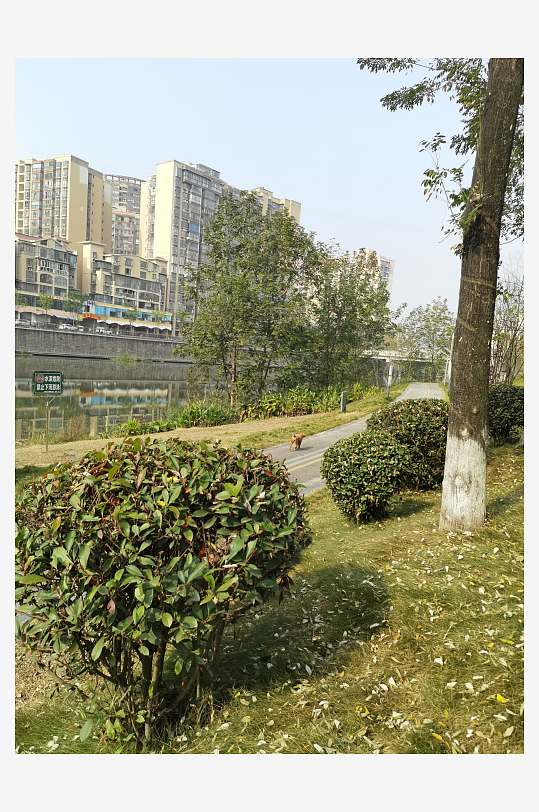 城市户外公园繁茂植物-众图网