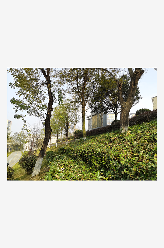 城市户外公园繁茂植物-众图网